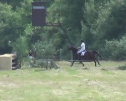 jumper Sassicaia (Hanoverian, 2007, from Showdown)
