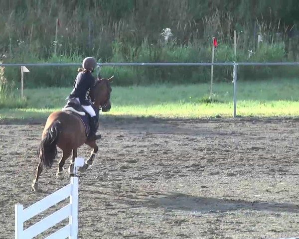 jumper Orchid's Seretta (New Forest Pony, 2007, from Kanshebber)