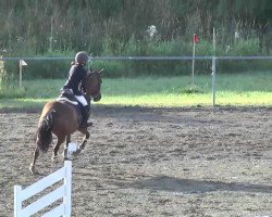 jumper Orchid's Seretta (New Forest Pony, 2007, from Kanshebber)