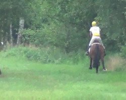 jumper Lumberjack 11 (Holsteiner, 2007, from Lucio Silla xx)
