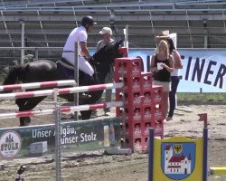jumper In Gamba (KWPN (Royal Dutch Sporthorse), 2005, from Startrek)