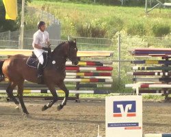 horse Cosima 226 (Bavarian, 2007, from Ludwig von Bayern 168 FIN)