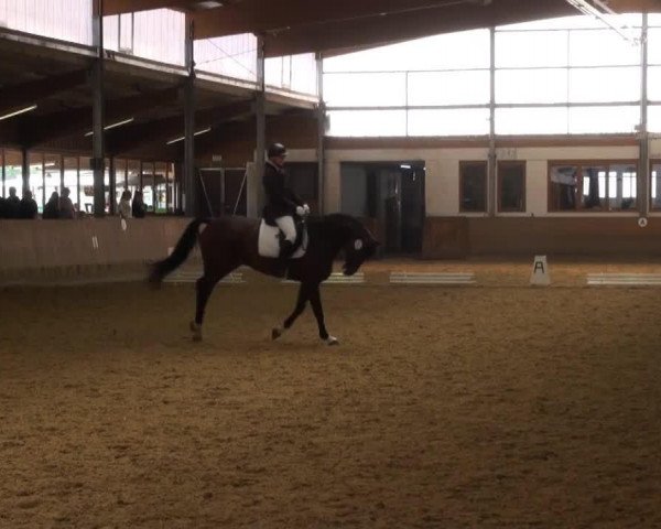 jumper Parconi (Westphalian, 2009, from Primeur's As)