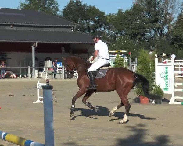 Springpferd Centarus Jk (Westfale, 2009, von Cento)