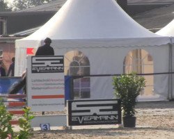 jumper Daria 107 (Oldenburg show jumper, 2009, from Actros)