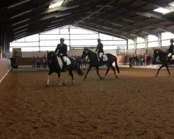 horse Cassandra (Pinto, 2008)