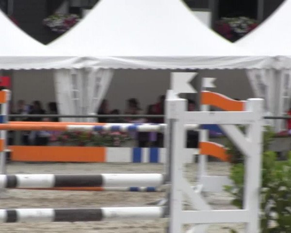 jumper Balubeta (Oldenburg show jumper, 2004, from Balougran)