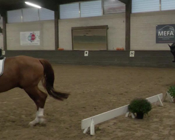 Reitturnier Heilbronn 2020