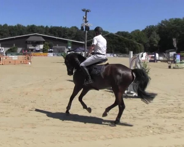 Springpferd Millway's Rosec (Finnisches Warmblut, 2007, von Rosenstolz 127 FIN)