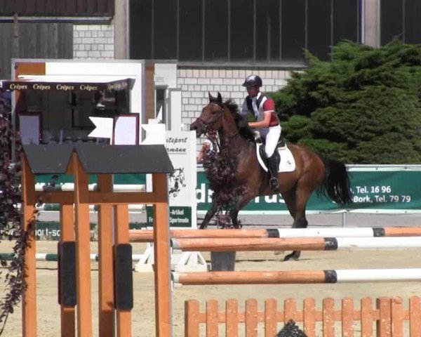 Springpferd Stefano 10 (Westfale, 2008, von Singulord Joter)