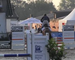 jumper Ninjo 32 (KWPN (Royal Dutch Sporthorse), 2009)