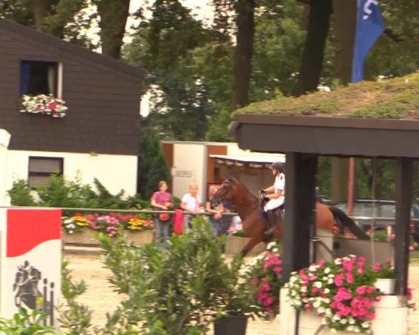 Springpferd Carrington 19 (Holsteiner, 2009, von Casquetto)