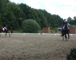 horse Famous Fleur (Westphalian, 2007)