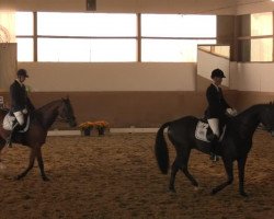dressage horse Amicello 37 (Westphalian, 2009, from Arpeggio)