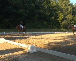 horse Figaro (Westphalian, 2009, from Florenciano 6)