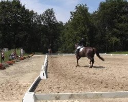 dressage horse Fiderstar S (Westphalian, 2010, from Fidertanz)