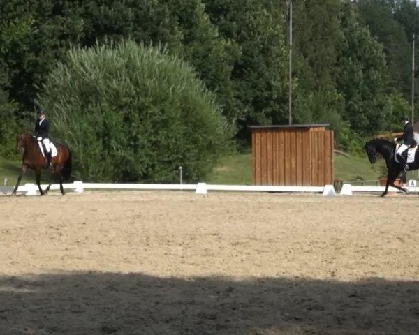 dressage horse Social Network 2 (Hanoverian, 2010, from Sarkozy 3) dressage horse Social Network 2 (Hanoverian, 2010, from Sarkozy 3)