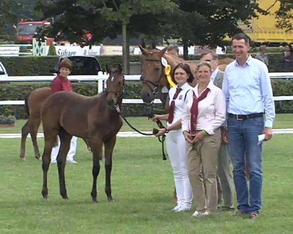 jumper Cascada (German Sport Horse, 2017, from Cormitender)