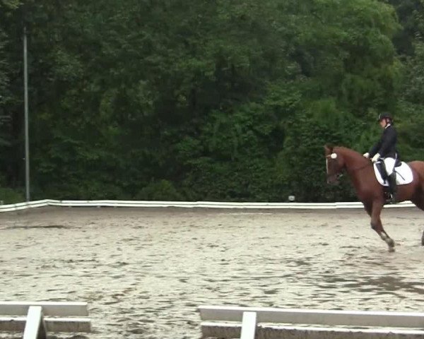 dressage horse Casino Royal 22 (unknown, 2006)