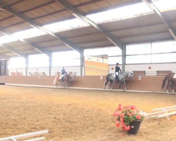 dressage horse Rocky 1588 (German Riding Pony, 2003, from Oosteinds Ricky)