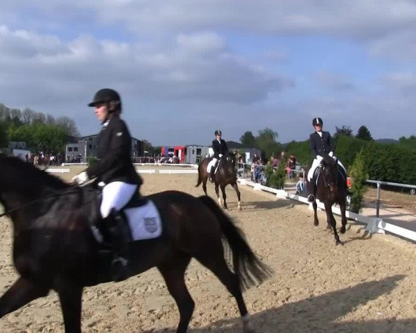 dressage horse Rinnovo (Danish Warmblood, 2007, from Rosentanz)