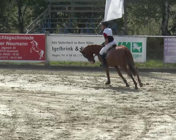 jumper Hades 16 (Polish Warmblood, 2007, from Lord-Star)