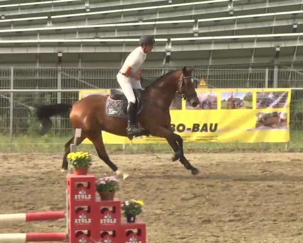 jumper Chikita La Silla (Oldenburg show jumper, 2009, from Chiquitin La Silla)