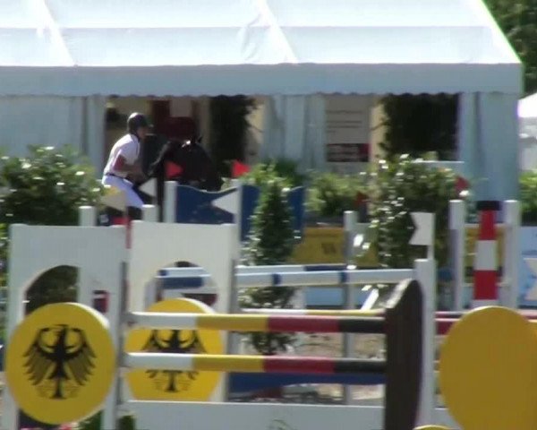 jumper Amadeus 923 (KWPN (Royal Dutch Sporthorse), 2005, from Jacomar)