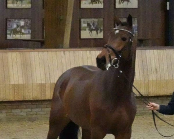Zuchtstute Layla Ludine (KWPN (Niederländisches Warmblut), 2016, von Eldorado van de Zeshoek)