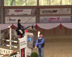 Springpferd E Coevit II (Polnisches Warmblut, 2003)