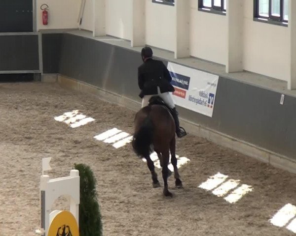jumper D'Cappricio (Holsteiner, 2007, from Dutch Capitol)