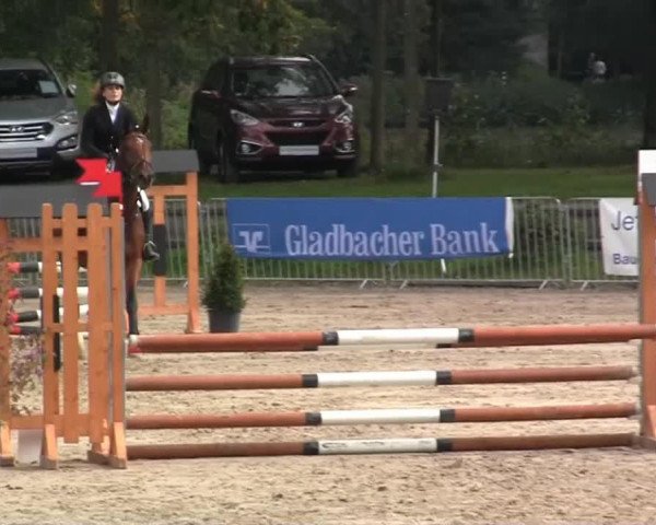 jumper Coline 15 (Westphalian, 2009, from Collin L)
