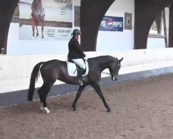 dressage horse Rybanna 2 (Westphalian, 2008, from Royal Rhythmik)