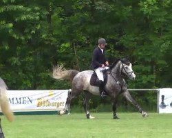 Springpferd Ciceros Erbe (Württemberger, 2009, von Cicero Z van Paemel)