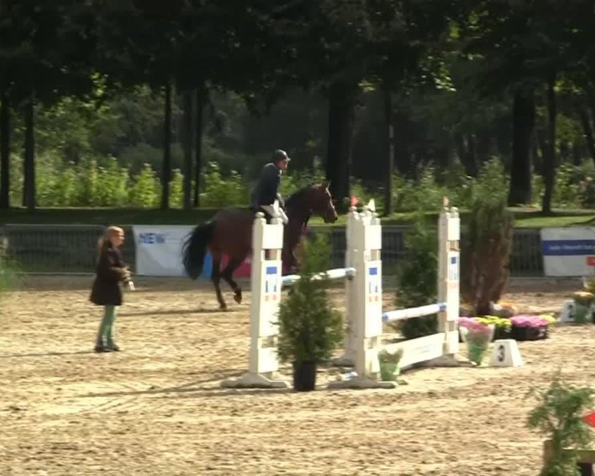 Deckhengst Ekido (KWPN (Niederländisches Warmblut), 2009, von Verdi)