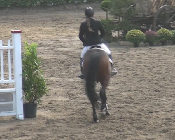 Springpferd Chedaro (Rheinländer, 2008, von Contago)