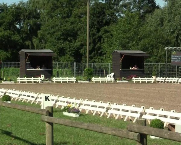 dressage horse Zipper Di Dooh (KWPN (Royal Dutch Sporthorse), 2004, from Rubiquil)