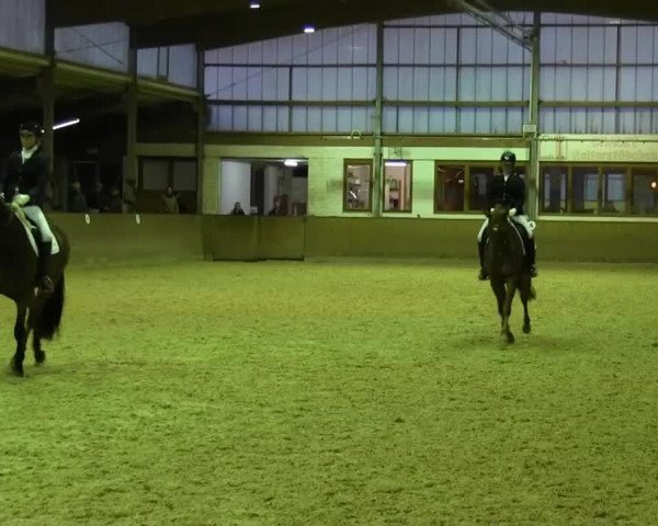 Zuchtstute Fine vom Brock (Westfale, 2009, von Fürst Piccolo)