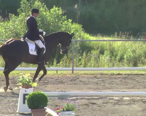 Pferd Da Vinci 206 (Hannoveraner, 2005)