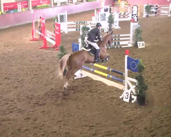 jumper Urli (Württemberger, 2004, from Urleven Pironniere)