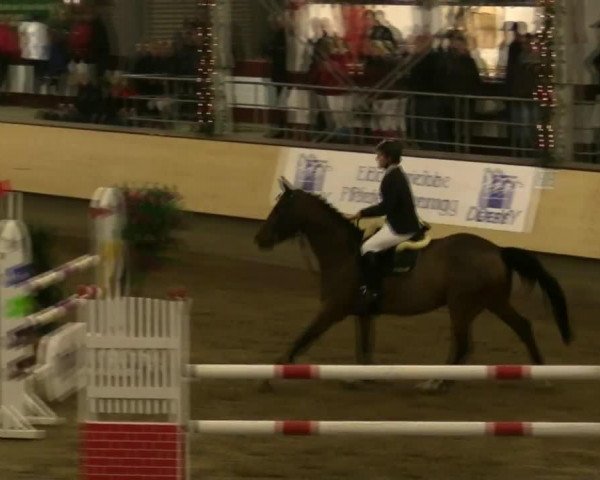 jumper Dolf van de Withoeve (Belgian Warmblood, 2003, from Stakkato)