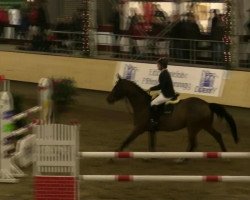 jumper Dolf van de Withoeve (Belgian Warmblood, 2003, from Stakkato)