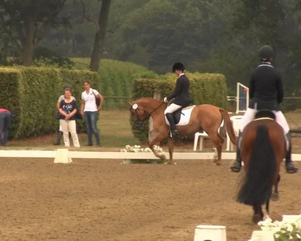 dressage horse Directors Cut (German Riding Pony, 2010, from Dance Star AT NRW)