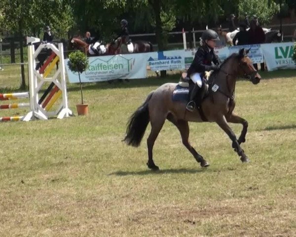 dressage horse Jago 88 (German Riding Pony, 2006, from Joker)