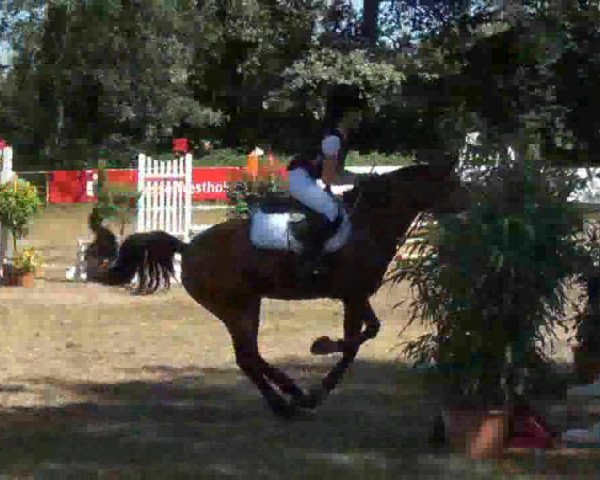 jumper Zeven (New Forest Pony, 2007, from Kantje's Ronaldo)