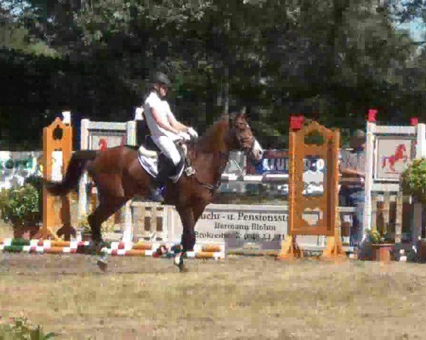 dressage horse Steendieks Pokerface (German Riding Pony, 2007, from Prince Perfect)
