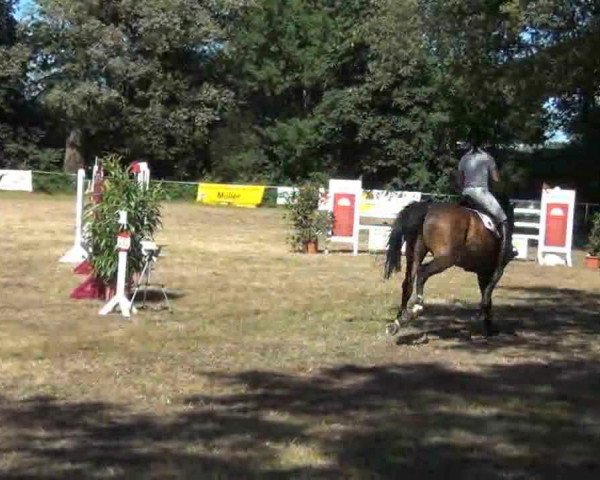jumper Candaletta (Holsteiner, 2007, from Canto)