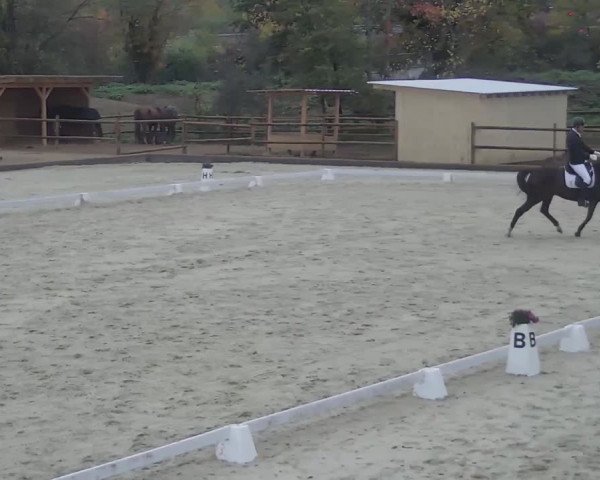 Reitturnier Troisdorf - Haus Rott 2020