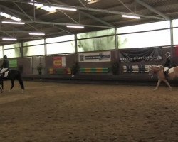 dressage horse Amorinors (3,42% ox) (Haflinger, 2007, from Amorino (6,84% ox))