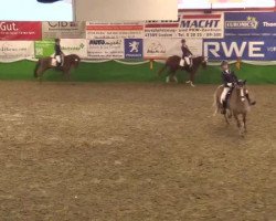dressage horse Cash J.D.J (Nederlands Welsh Ridepony,  )